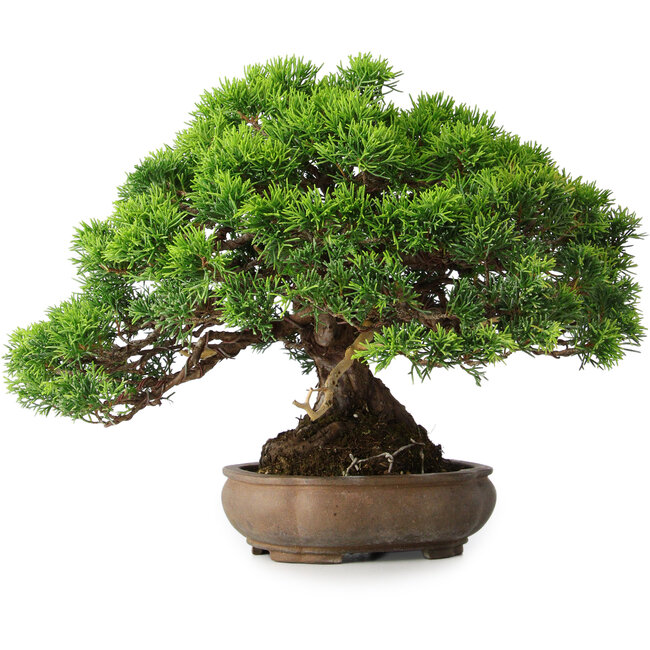 Juniperus chinensis Itoigawa, 23,5 cm, ± 25 anni