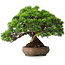 Juniperus chinensis Itoigawa, 23,5 cm, ± 25 ans