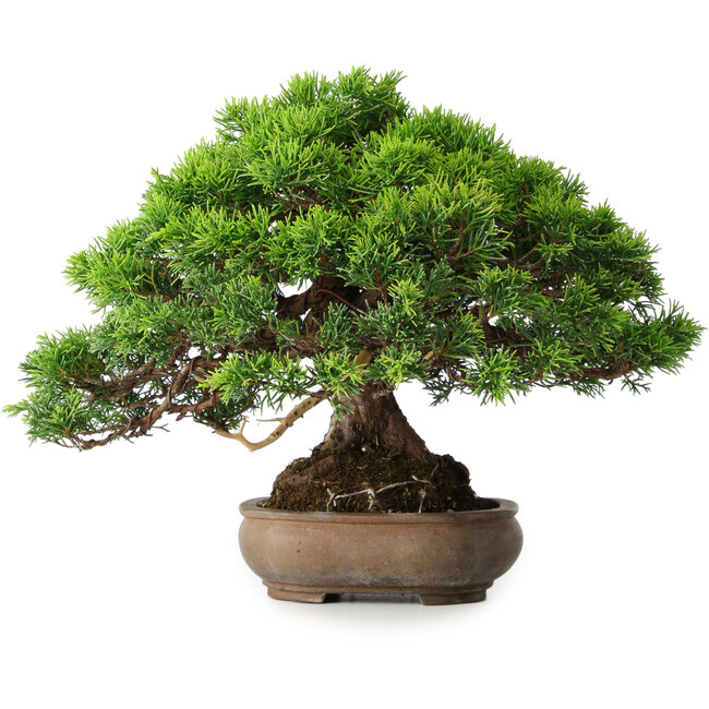 Juniperus chinensis Itoigawa, 23,5 cm, ± 25 Jahre alt