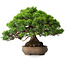Juniperus chinensis Itoigawa, 23,5 cm, ± 25 ans