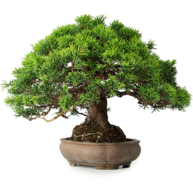 Juniperus chinensis Itoigawa, 23,5 cm, ± 25 ans