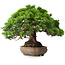 Juniperus chinensis Itoigawa, 23,5 cm, ± 25 ans