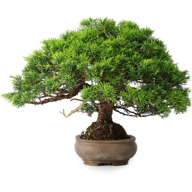 Juniperus chinensis Itoigawa, 23,5 cm, ± 25 years old