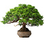 Juniperus chinensis Itoigawa, 23,5 cm, ± 25 ans
