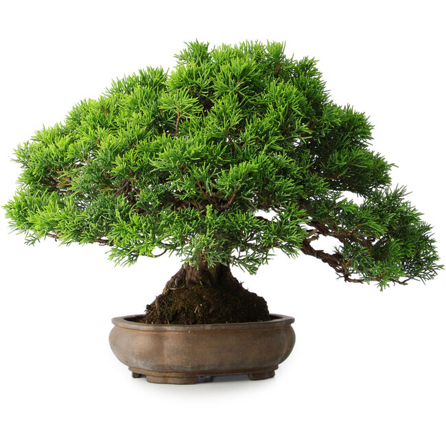 Juniperus chinensis Itoigawa, 23,5 cm, ± 25 Jahre alt