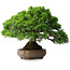 Juniperus chinensis Itoigawa, 23,5 cm, ± 25 ans