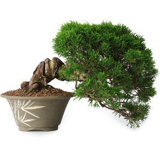 Juniperus chinensis Itoigawa, 22,5 cm, ± 30 ans