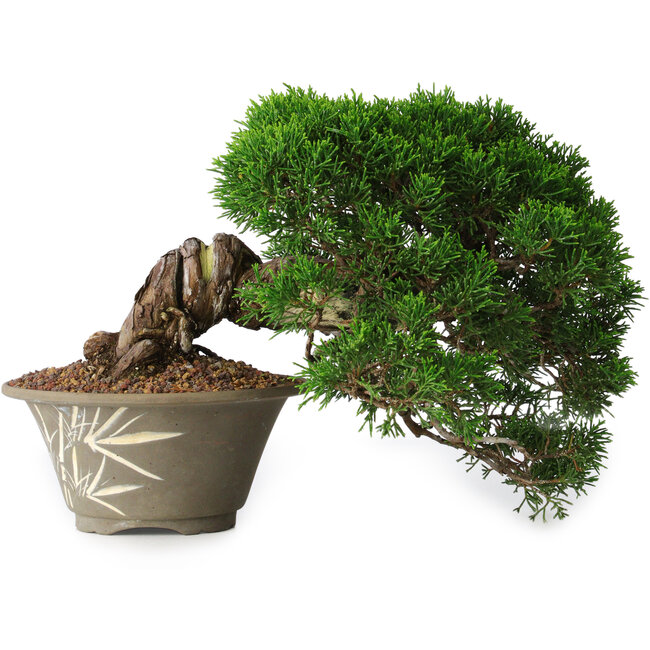 Juniperus chinensis Itoigawa, 22,5 cm, ± 30 Jahre alt