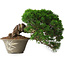 Juniperus chinensis Itoigawa, 22,5 cm, ± 30 Jahre alt