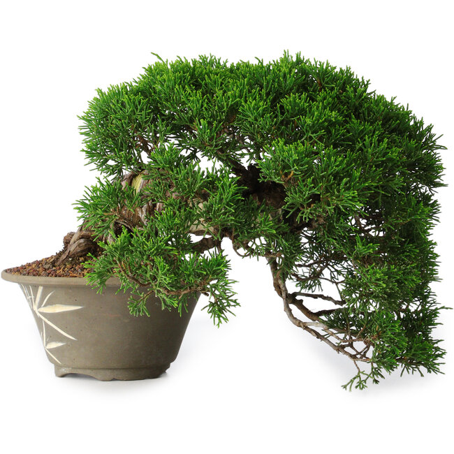 Juniperus chinensis Itoigawa, 22,5 cm, ± 30 años