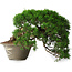 Juniperus chinensis Itoigawa, 22,5 cm, ± 30 ans
