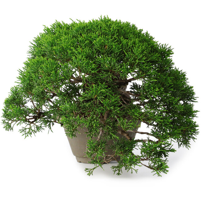 Juniperus chinensis Itoigawa, 22,5 cm, ± 30 years old
