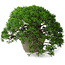 Juniperus chinensis Itoigawa, 22,5 cm, ± 30 ans