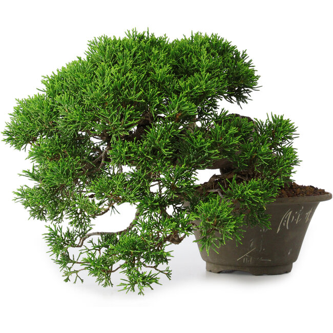 Juniperus chinensis Itoigawa, 22,5 cm, ± 30 years old