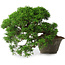 Juniperus chinensis Itoigawa, 22,5 cm, ± 30 ans