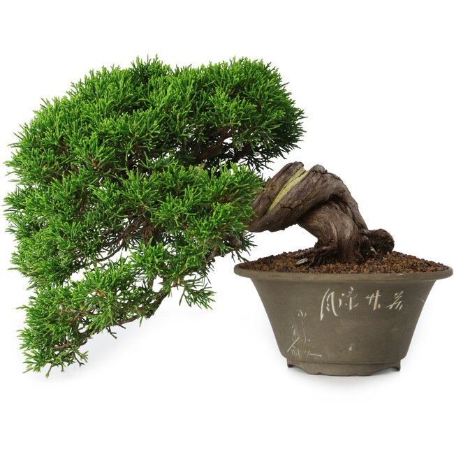 Juniperus chinensis Itoigawa, 22,5 cm, ± 30 años