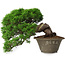 Juniperus chinensis Itoigawa, 22,5 cm, ± 30 Jahre alt