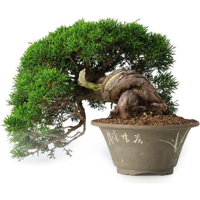 Juniperus chinensis Itoigawa, 22,5 cm, ± 30 jaar oud