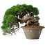 Juniperus chinensis Itoigawa, 22,5 cm, ± 30 Jahre alt