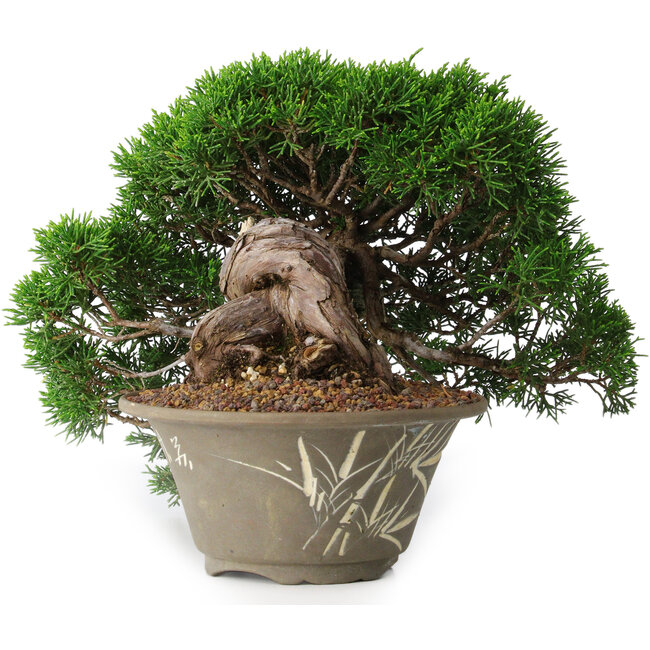 Juniperus chinensis Itoigawa, 22,5 cm, ± 30 Jahre alt
