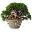 Juniperus chinensis Itoigawa, 22,5 cm, ± 30 ans