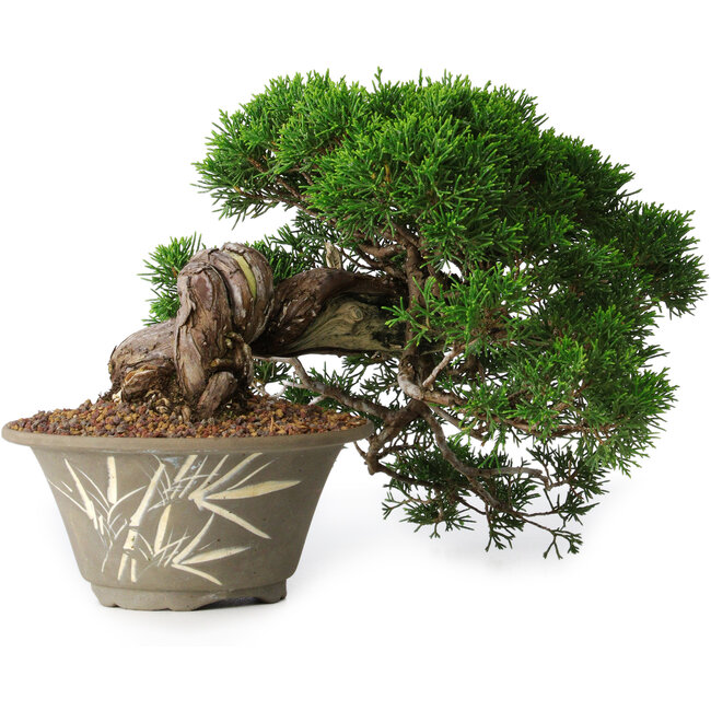 Juniperus chinensis Itoigawa, 22,5 cm, ± 30 Jahre alt