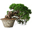 Juniperus chinensis Itoigawa, 22,5 cm, ± 30 ans