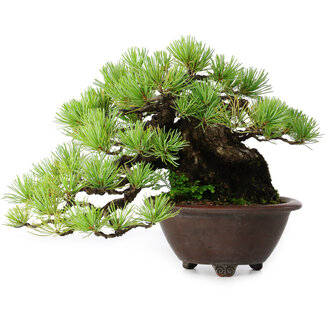 Bigei Pinus pentafila, 17 cm, ± 50 anni