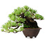 Pinus pentafila, 17 cm, ± 50 anni, in un vaso giapponese fatto a mano da Bigei