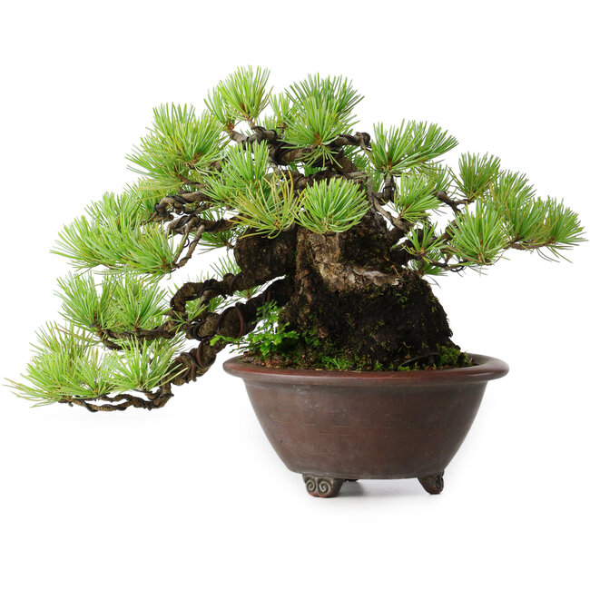 Pinus pentafila, 17 cm, ± 50 years old, in a handmade Japanese pot by Bigei
