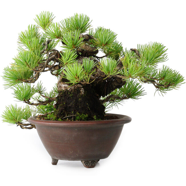 Pinus pentafila, 17 cm, ± 50 Jahre alt, in einem handgefertigten japanischen Topf von Bigei