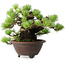Pinus pentafila, 17 cm, ± 50 ans, dans un pot japonais fait main par Bigei