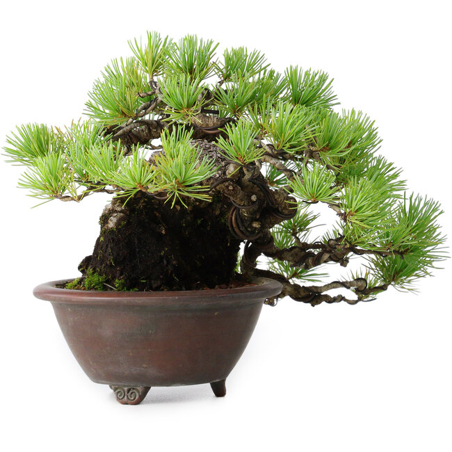Pinus pentafila, 17 cm, ± 50 anni, in un vaso giapponese fatto a mano da Bigei