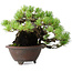 Pinus pentafila, 17 cm, ± 50 anni, in un vaso giapponese fatto a mano da Bigei