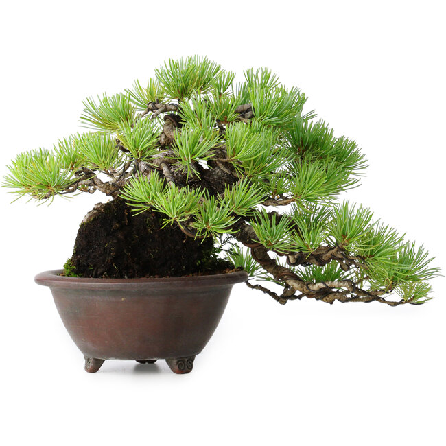 Pinus pentafila, 17 cm, ± 50 años, en una maceta japonesa hecha a mano por Bigei