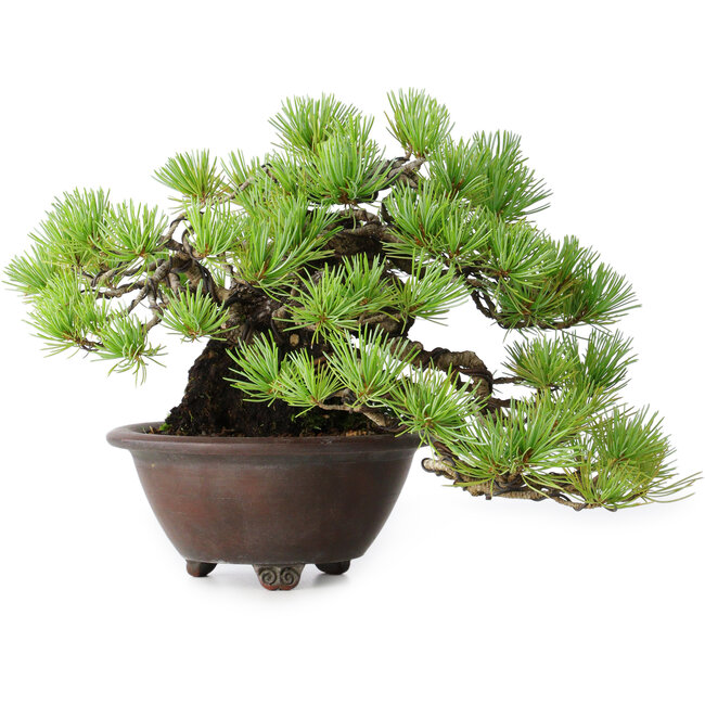 Pinus pentafila, 17 cm, ± 50 anni, in un vaso giapponese fatto a mano da Bigei