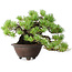 Pinus pentafila, 17 cm, ± 50 years old, in a handmade Japanese pot by Bigei