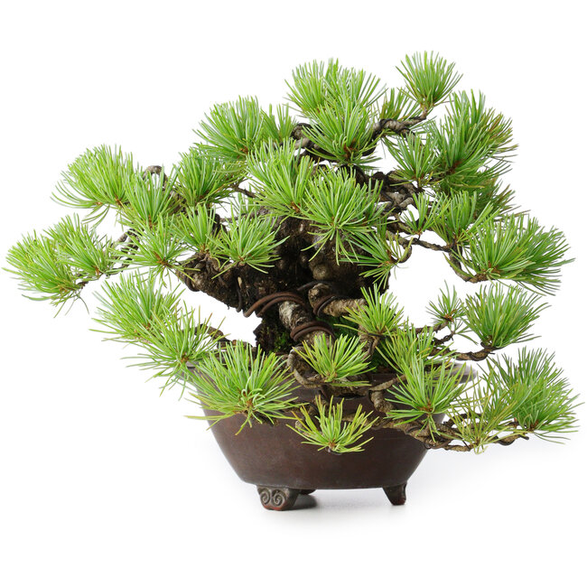 Pinus pentafila, 17 cm, ± 50 jaar oud, in een handgemaakte Japanse pot van Bigei