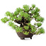 Pinus pentafila, 17 cm, ± 50 years old, in a handmade Japanese pot by Bigei