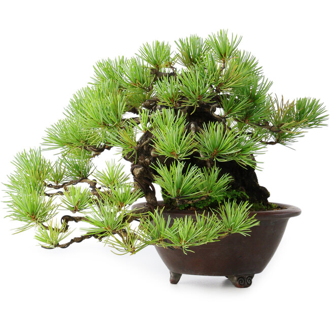 Pinus pentafila, 17 cm, ± 50 años, en una maceta japonesa hecha a mano por Bigei