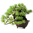 Pinus pentafila, 17 cm, ± 50 Jahre alt, in einem handgefertigten japanischen Topf von Bigei