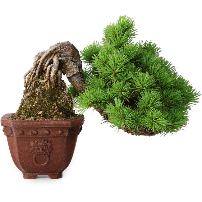 Pinus parviflora, 17 cm, ± 30 años, en estilo Neagari