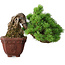 Pinus parviflora, 17 cm, ± 30 ans, en style Neagari