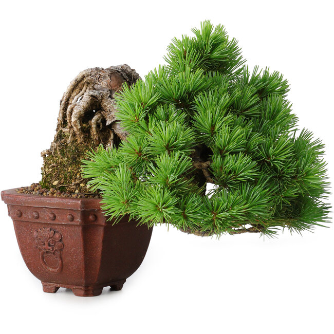Pinus parviflora, 17 cm, ± 30 years old, in Neagari-style