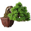 Pinus parviflora, 17 cm, ± 30 años, en estilo Neagari