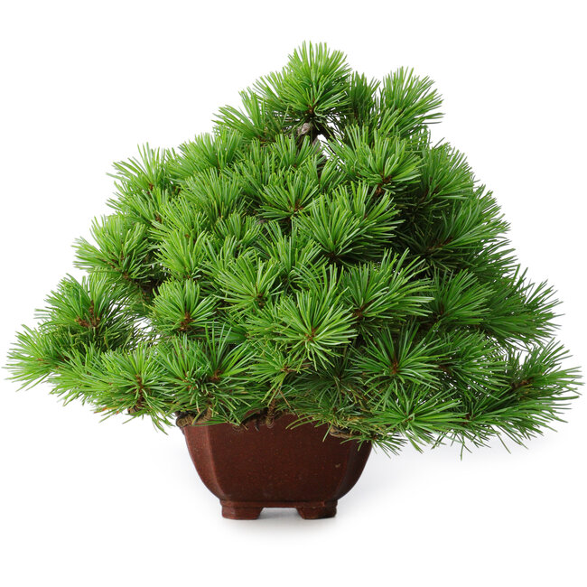 Pinus parviflora, 17 cm, ± 30 Jahre alt, im Neagari-Stil