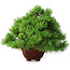 Pinus parviflora, 17 cm, ± 30 ans, en style Neagari