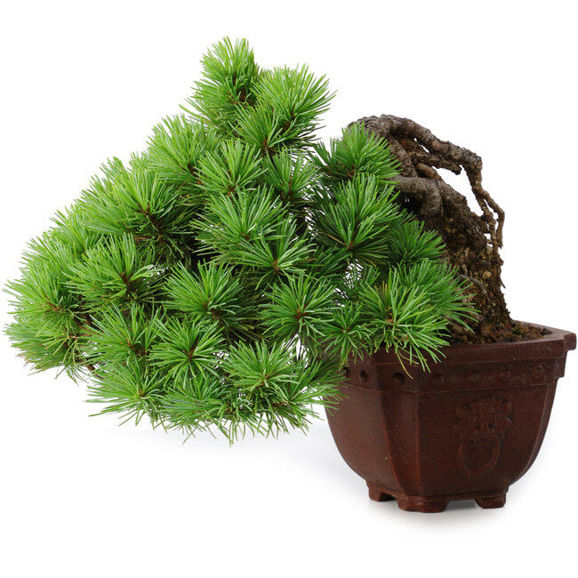 Pinus parviflora, 17 cm, ± 30 Jahre alt, im Neagari-Stil