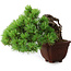 Pinus parviflora, 17 cm, ± 30 ans, en style Neagari