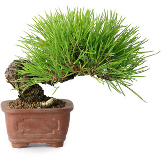 Pinus thunbergii, 10,5 cm, ± 12 ans
